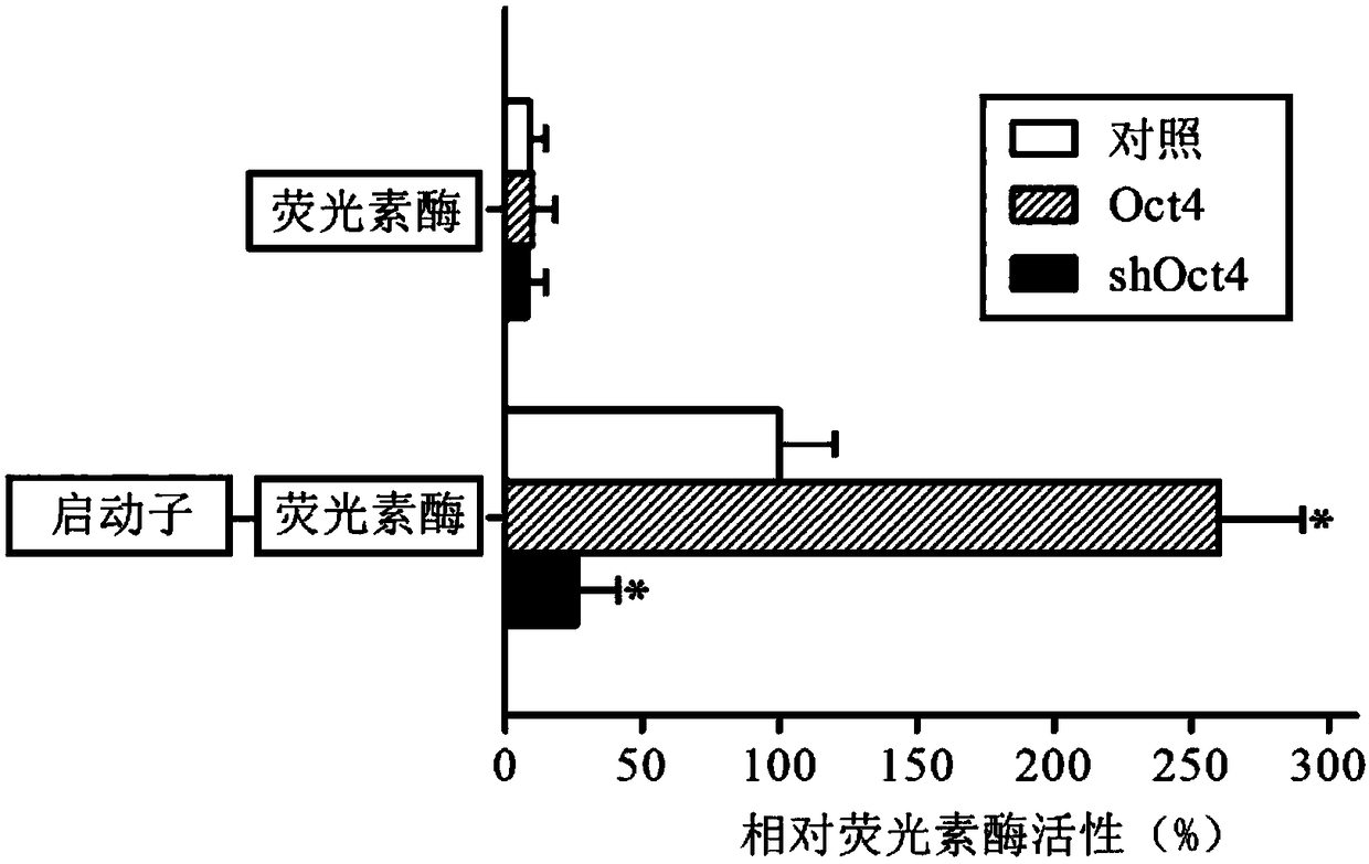 Application of oct4 in regulation of IL-31 gene expression