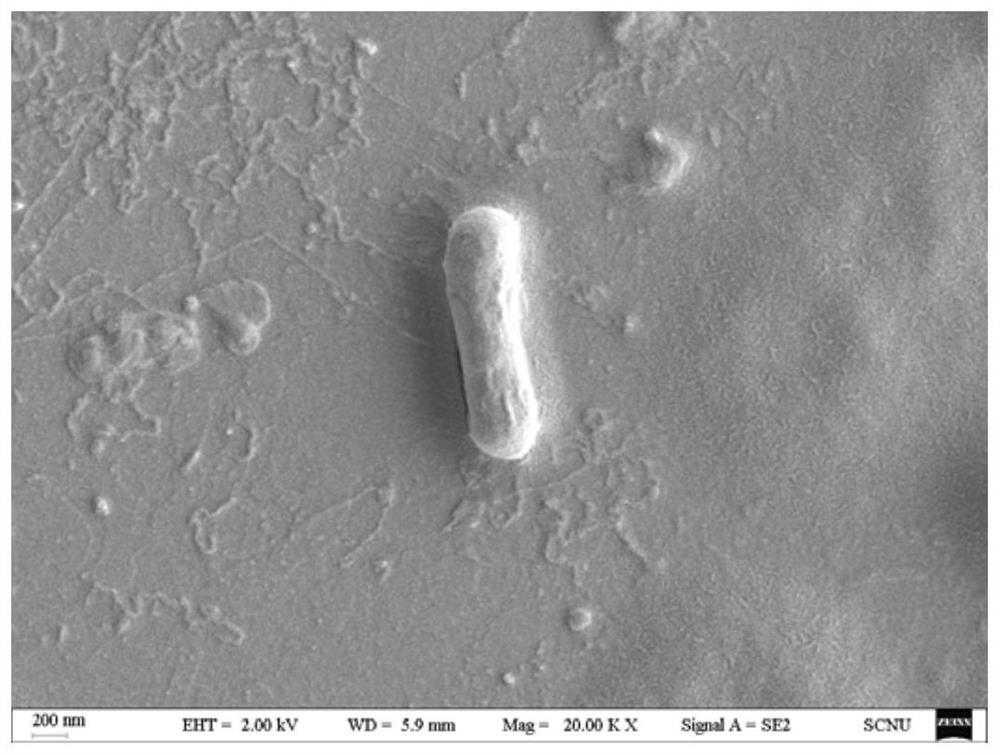 Bacillus isothermal layer GDUTAN16 for degrading dimethyl disulfide and application of bacillus isothermal layer GDUTAN16