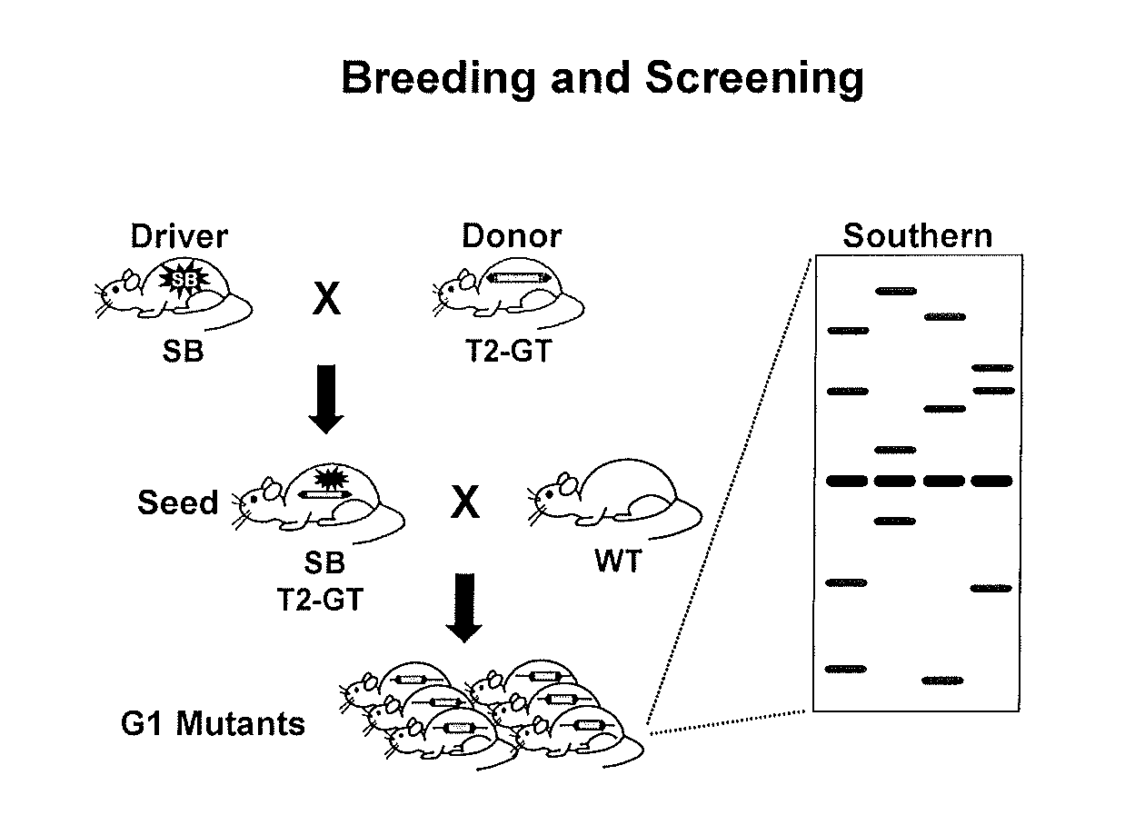 Genetically Modified Rat Models for Severe Combined Immunodeficiency (SCID)