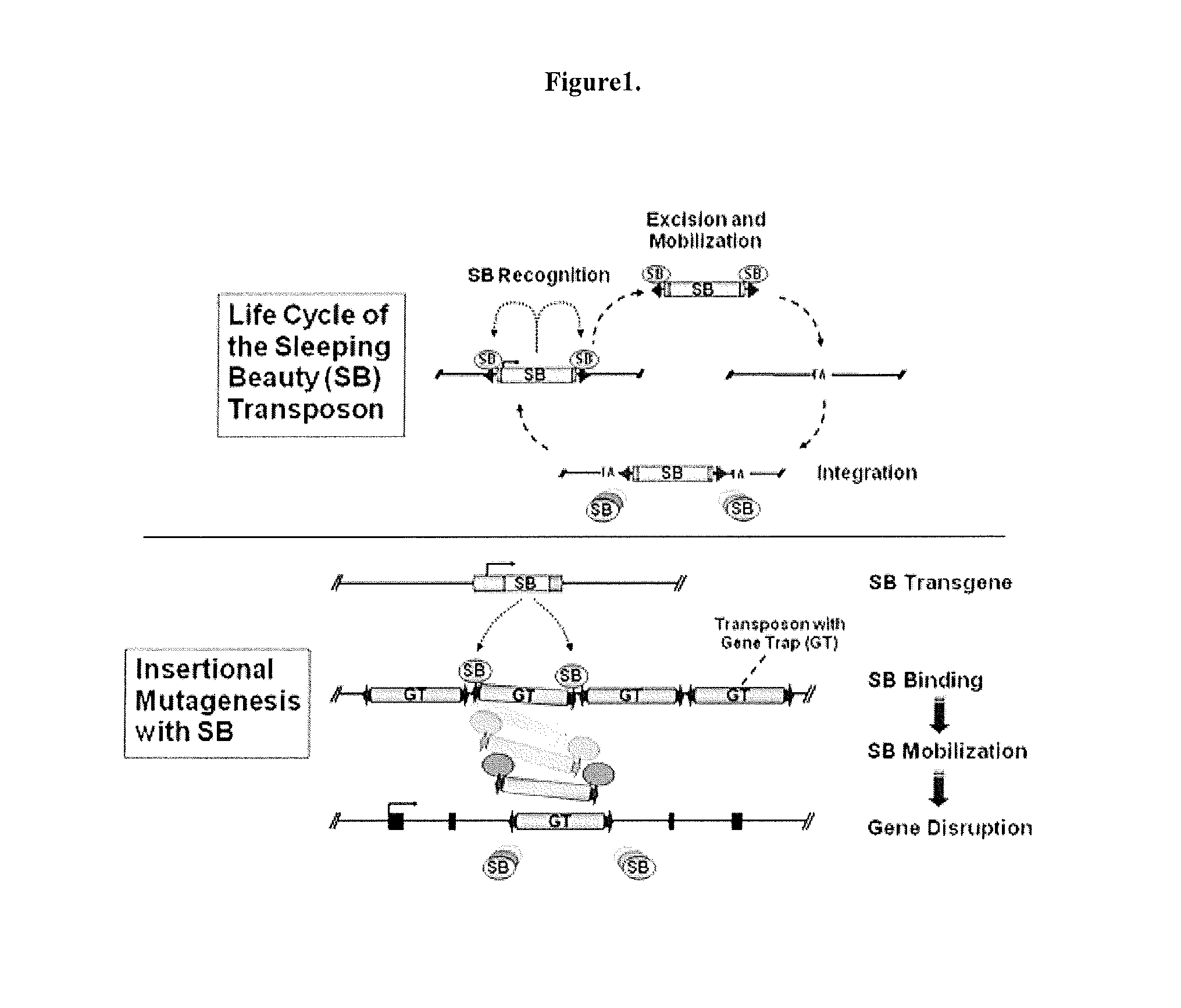 Genetically Modified Rat Models for Severe Combined Immunodeficiency (SCID)