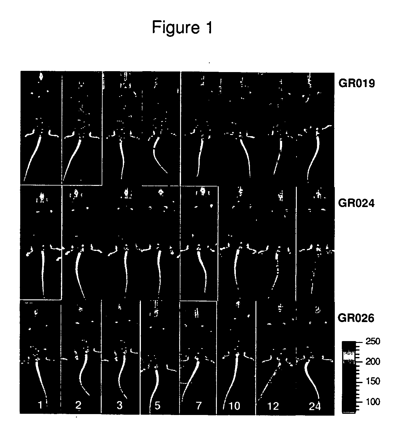 Brucella melitensis mutants and methods