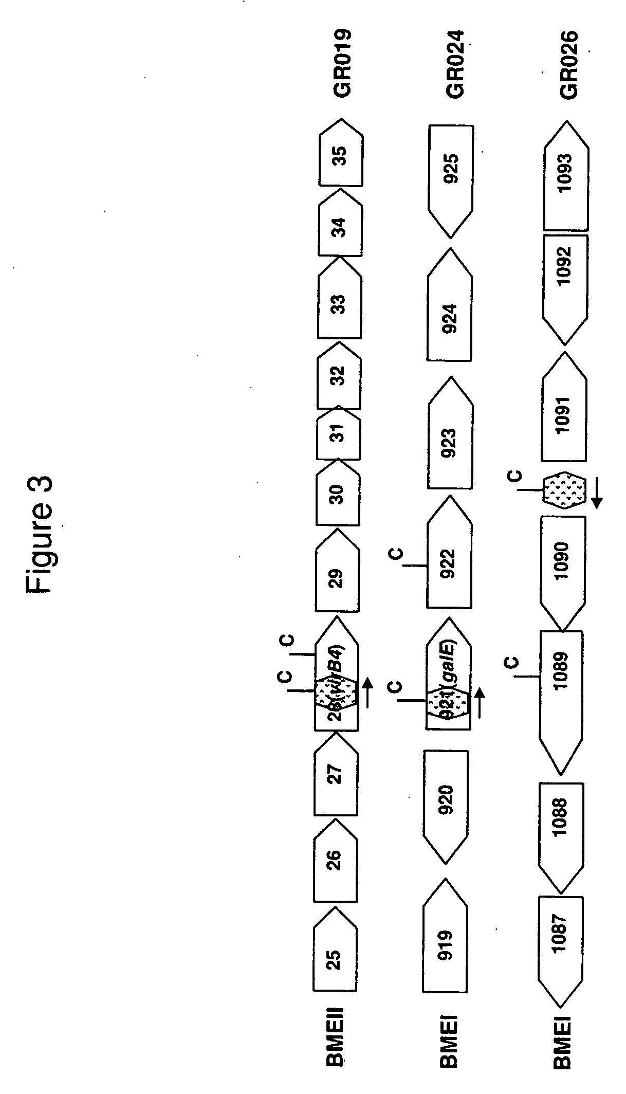 Brucella melitensis mutants and methods