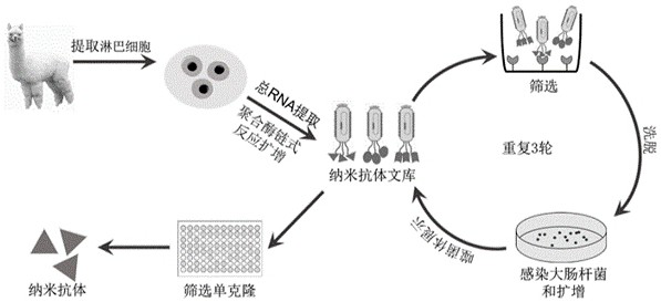 Nano antibody for resisting novel coronavirus and variant thereof as well as preparation method and application of nano antibody