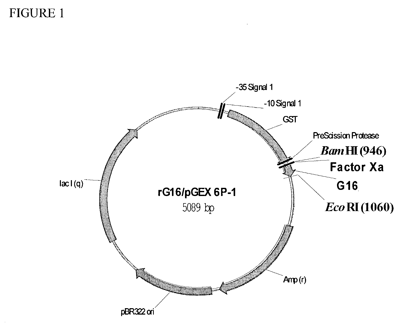 Peptides acting as both GLP-1 receptor agonists and glucagon receptor antagonists and their pharmacological methods of use