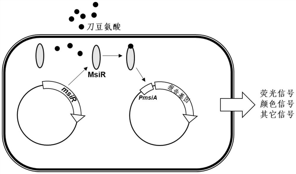 Rhizobium tianshanense transcription regulation protein MsiR mutant protein and application thereof in canavanine biosensor