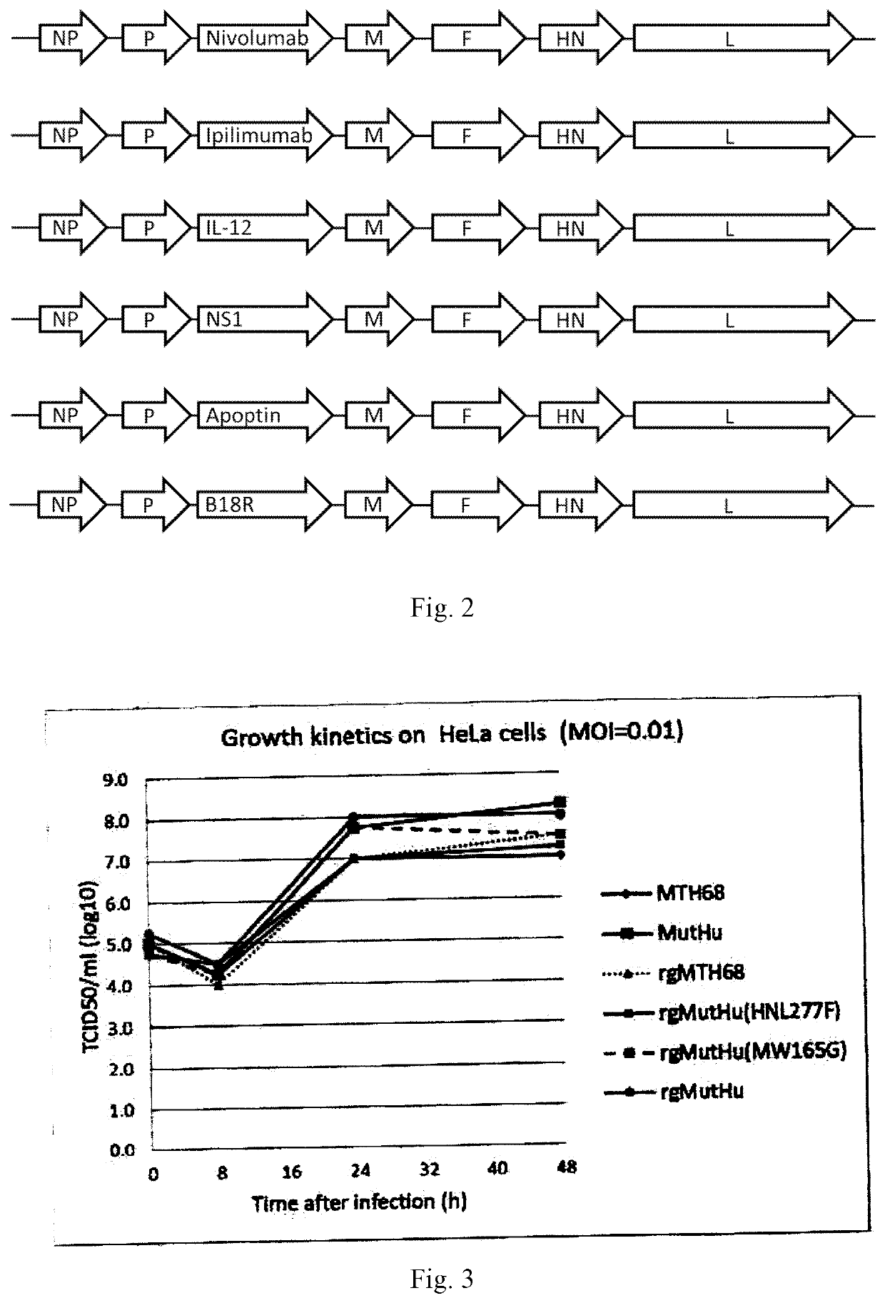 New oncolytic newcastle disease viruses and recombinant ndv strains