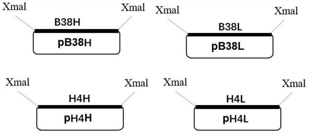 Application of plants as hosts in expression of novel coronavirus pneumonia neutralizing antibody B38 antibody and/or H4 antibody