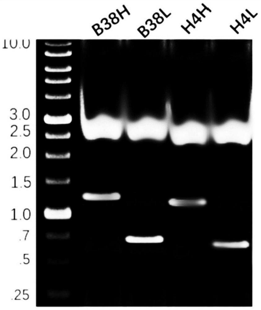 Application of plants as hosts in expression of novel coronavirus pneumonia neutralizing antibody B38 antibody and/or H4 antibody