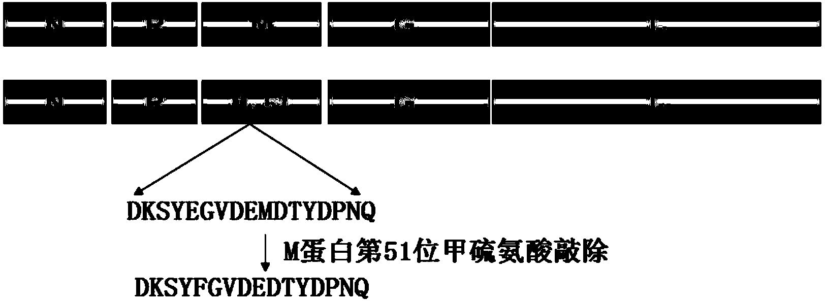 Matrix protein mutated recombinant vesicular stomatitis virus serving as porcine vaccine vector