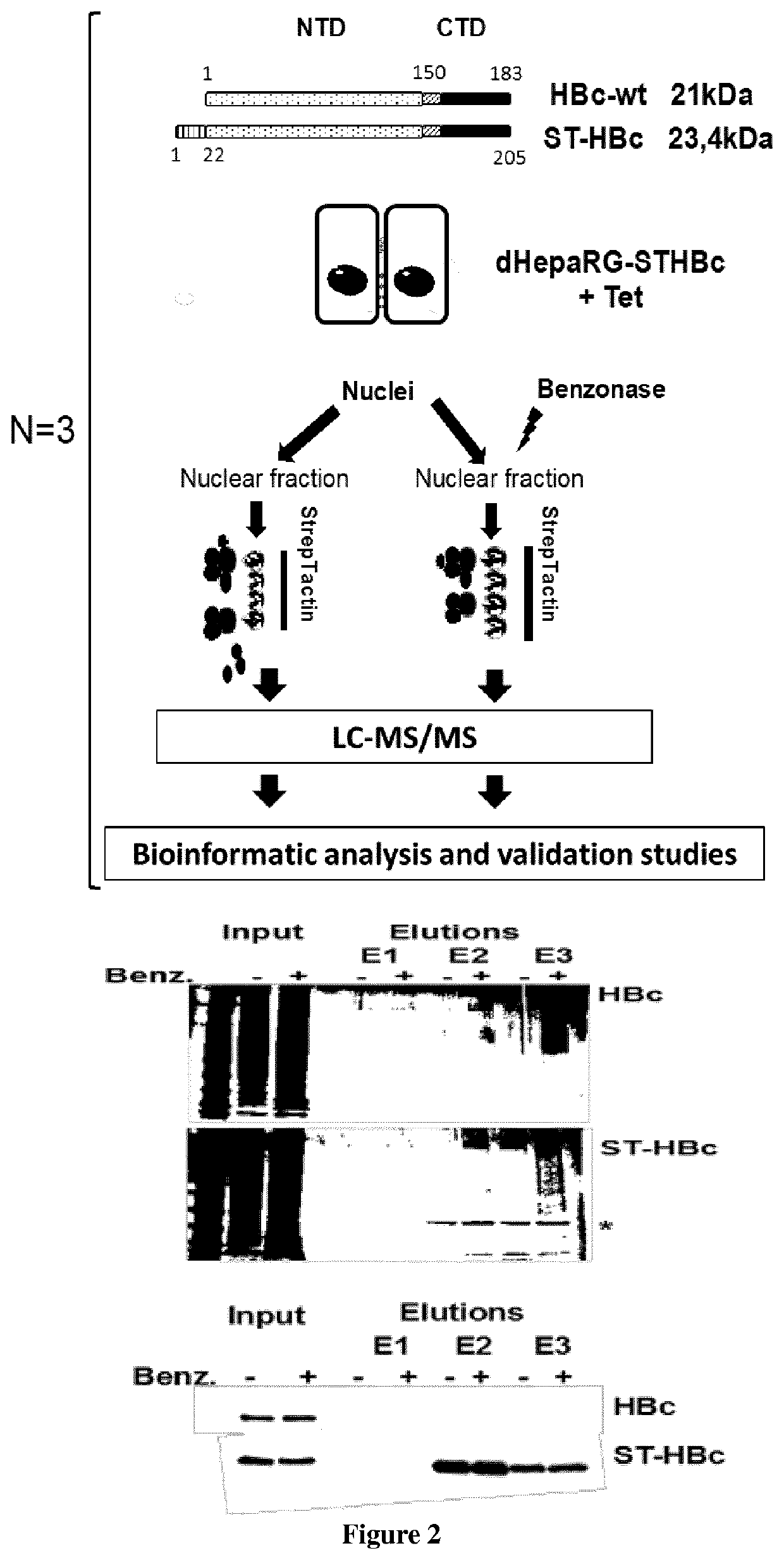 Methods for treating hepatitis b virus (HBV) infection