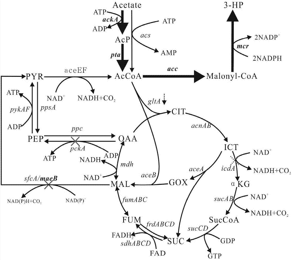 Construction method and application of metabolic engineering escherichia coli strain for producing hydracrylic acid from acetic acid