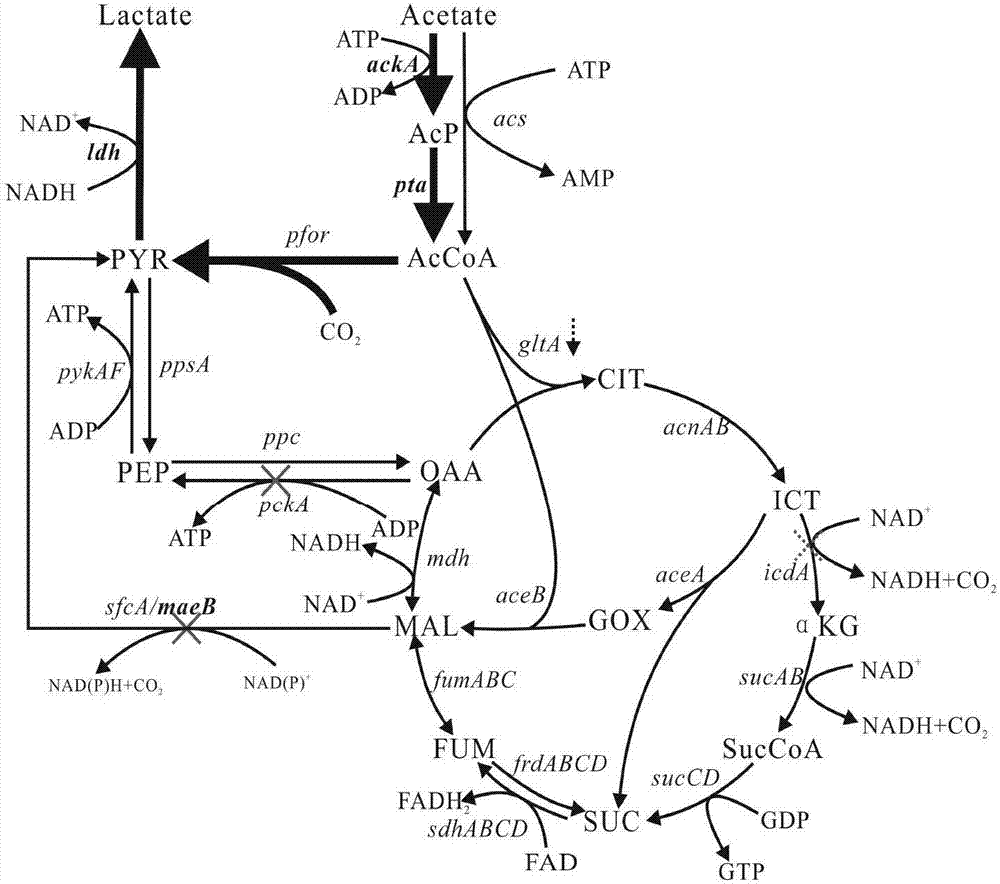 Construction method and application of metabolic engineering escherichia coli strain for producing hydracrylic acid from acetic acid