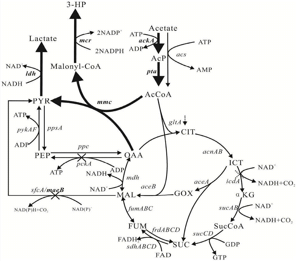 Construction method and application of metabolic engineering escherichia coli strain for producing hydracrylic acid from acetic acid