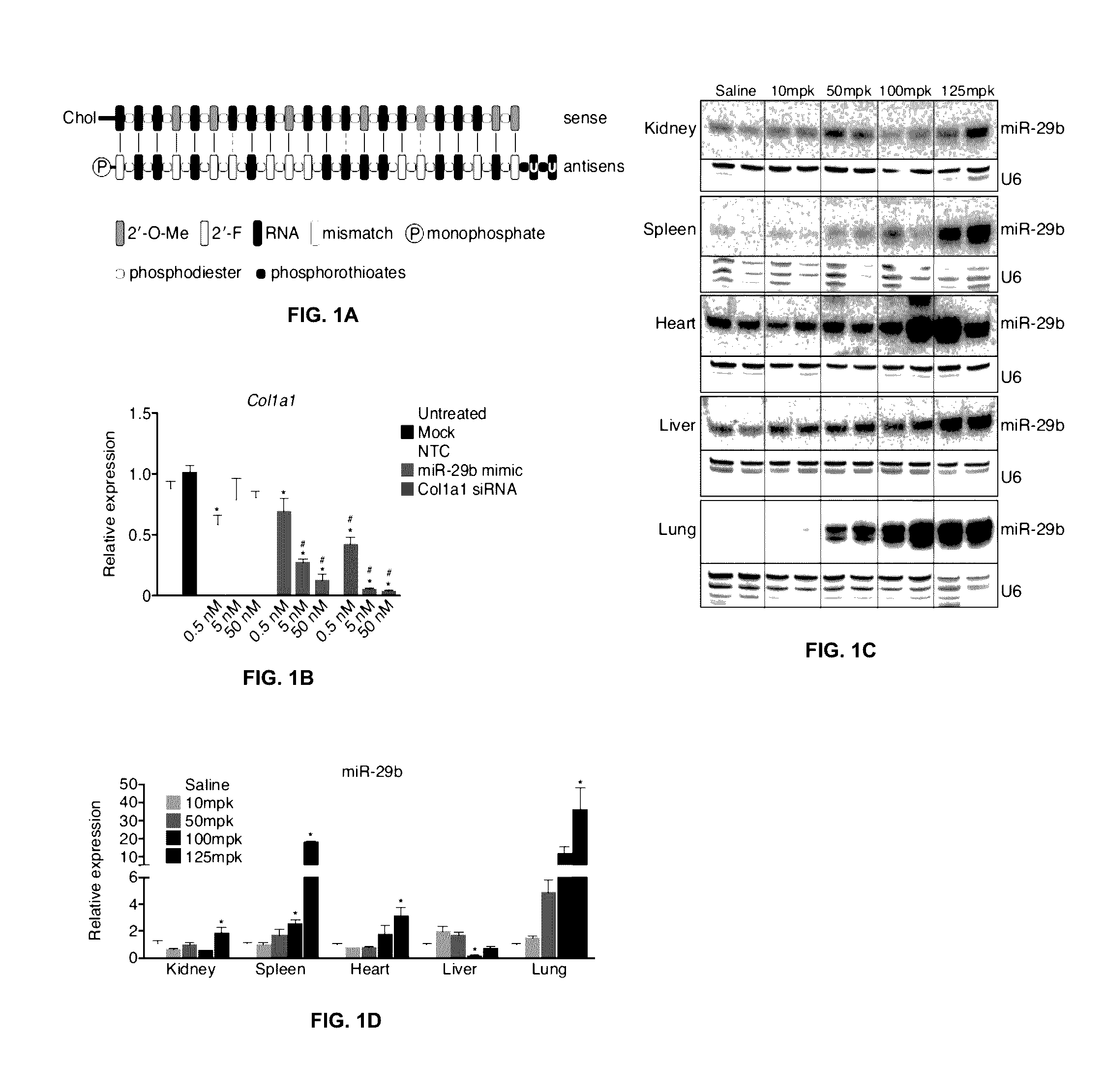 miR-29 Mimics and Uses Thereof