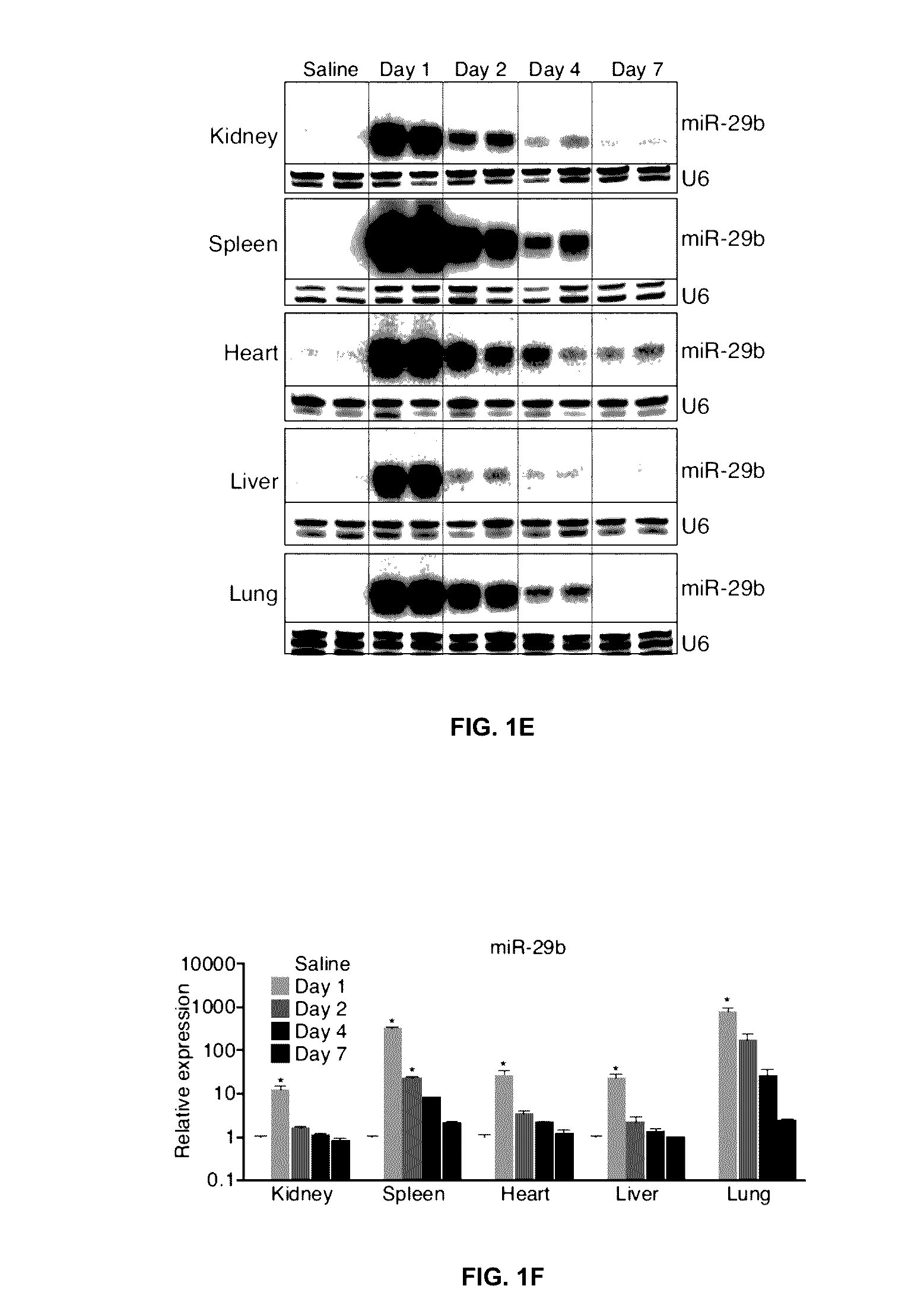 miR-29 Mimics and Uses Thereof