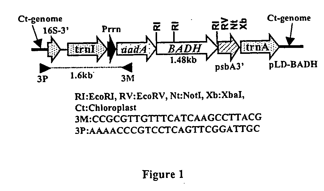 Marker free transgenic plants: engineering the chloroplast genome without the use of antibiotic selection