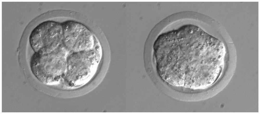 Application of DPBS (Dulbecco's phosphate buffered saline) free of calcium and magnesium ions in mouse embryo blastomere biopsy