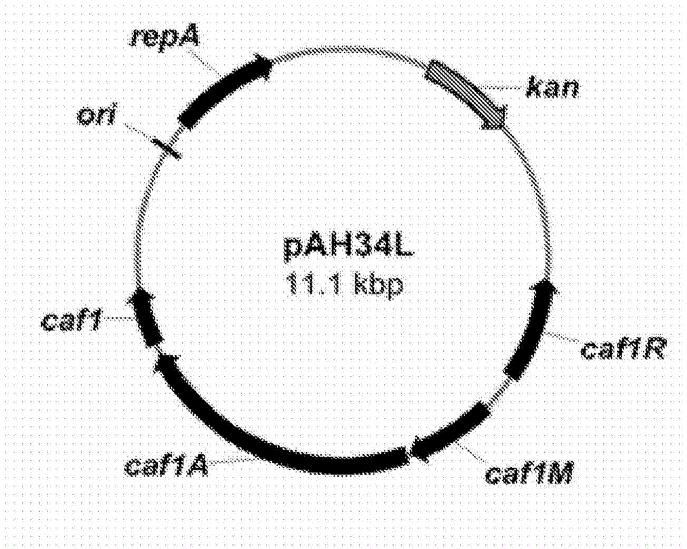 Chaperone/usher fusion proteins