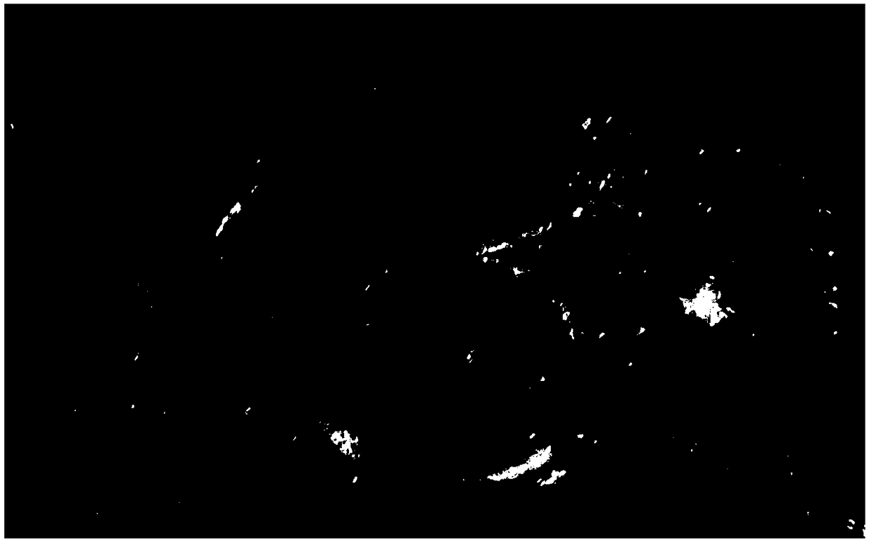 Establishment of conversion model of intracranial hemorrhage of dog after autologous thrombus embolic infarction thrombolysis by using intervention method and application thereof