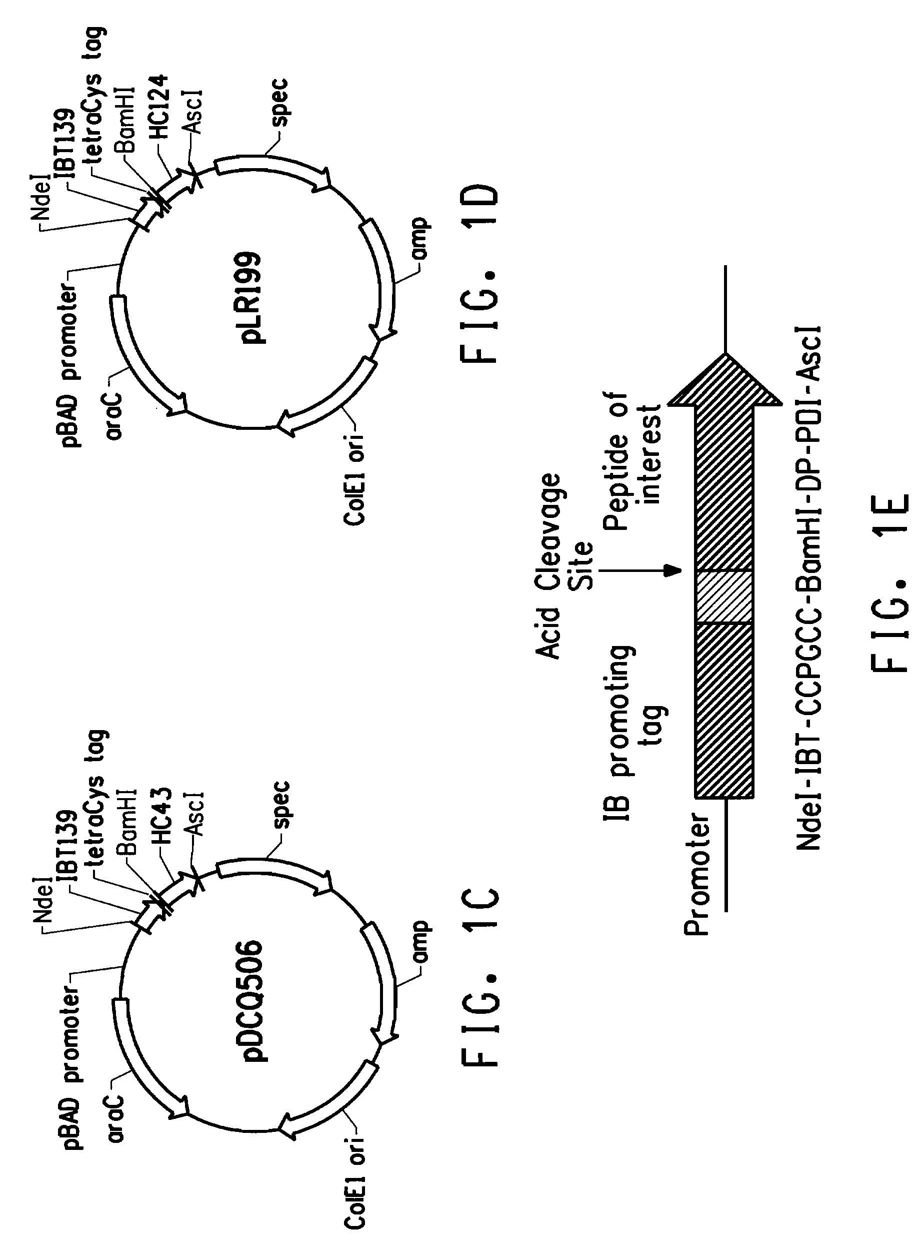 Use of tetracysteine tags in fluorescence-activated cell sorting analysis of prokaryotic cells producing peptides or proteins