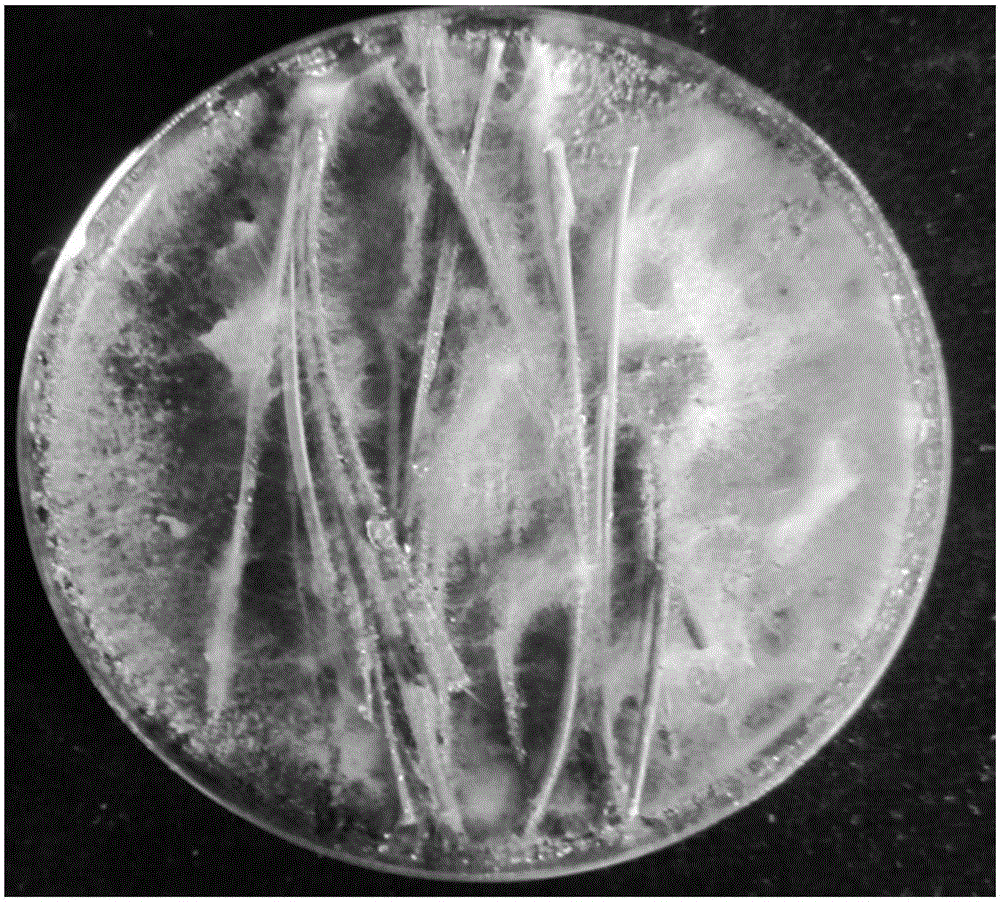 Culture medium capable of inducing mango gummosis bacteria to generate ascospores