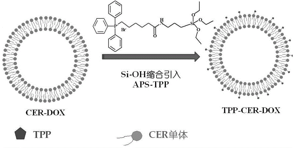 Preparation and application of targeted mitochondrion nano particles on the basis of composite porcelain body