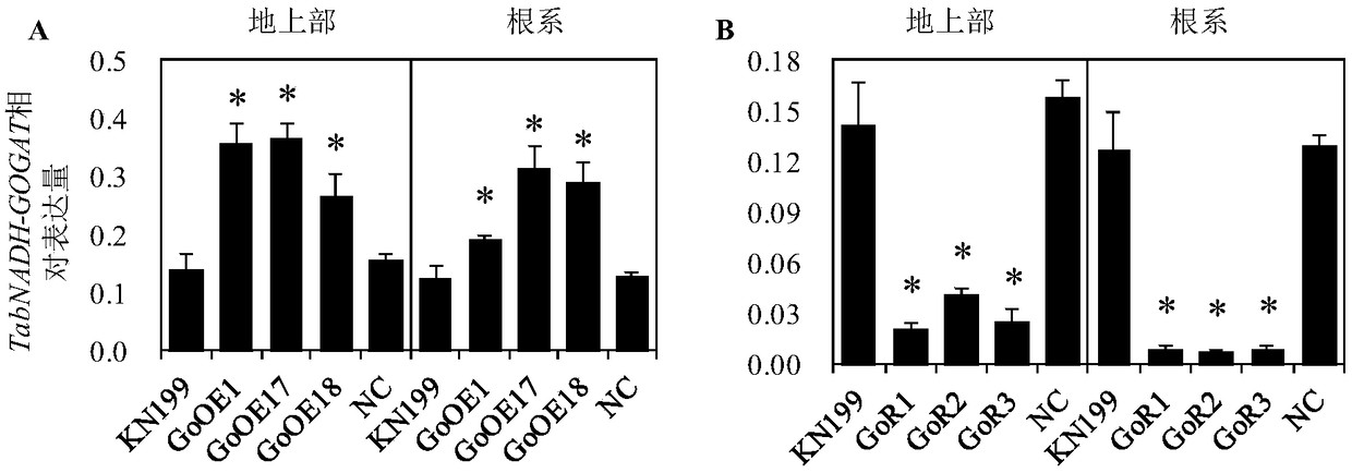 Application of protein TaNADH-GoGAT for controlling plant root development