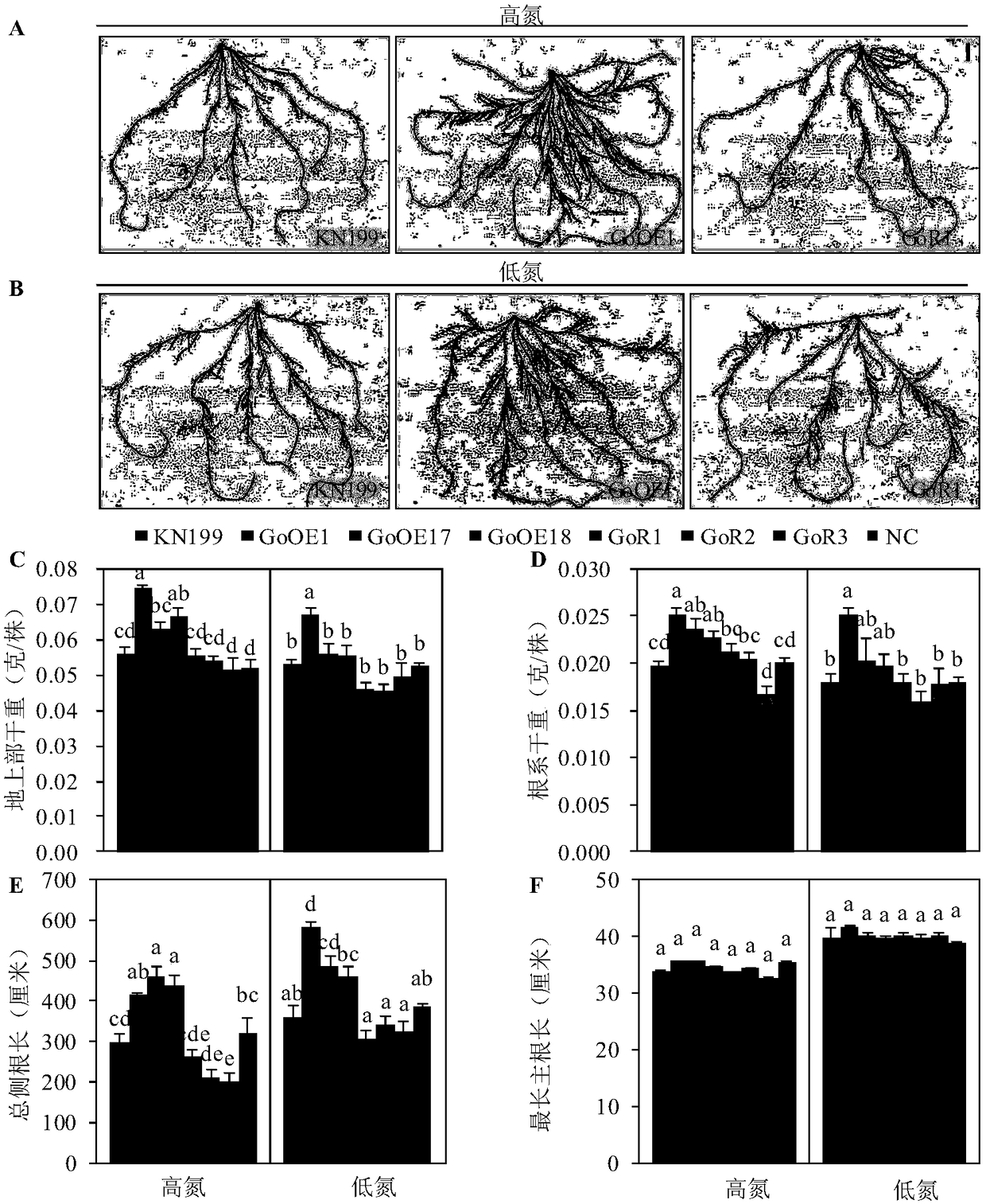 Application of protein TaNADH-GoGAT for controlling plant root development