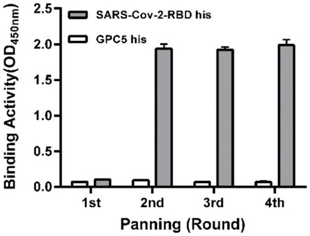 Novel coronavirus SARS-Cov-2 resistant neutralizing single-domain antibody and application thereof