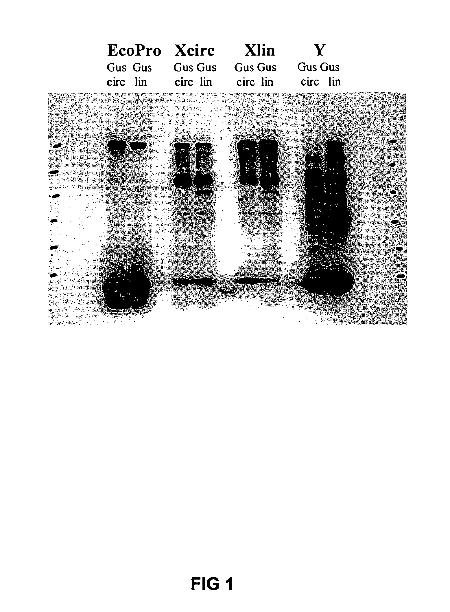 E. coli extract for protein synthesis