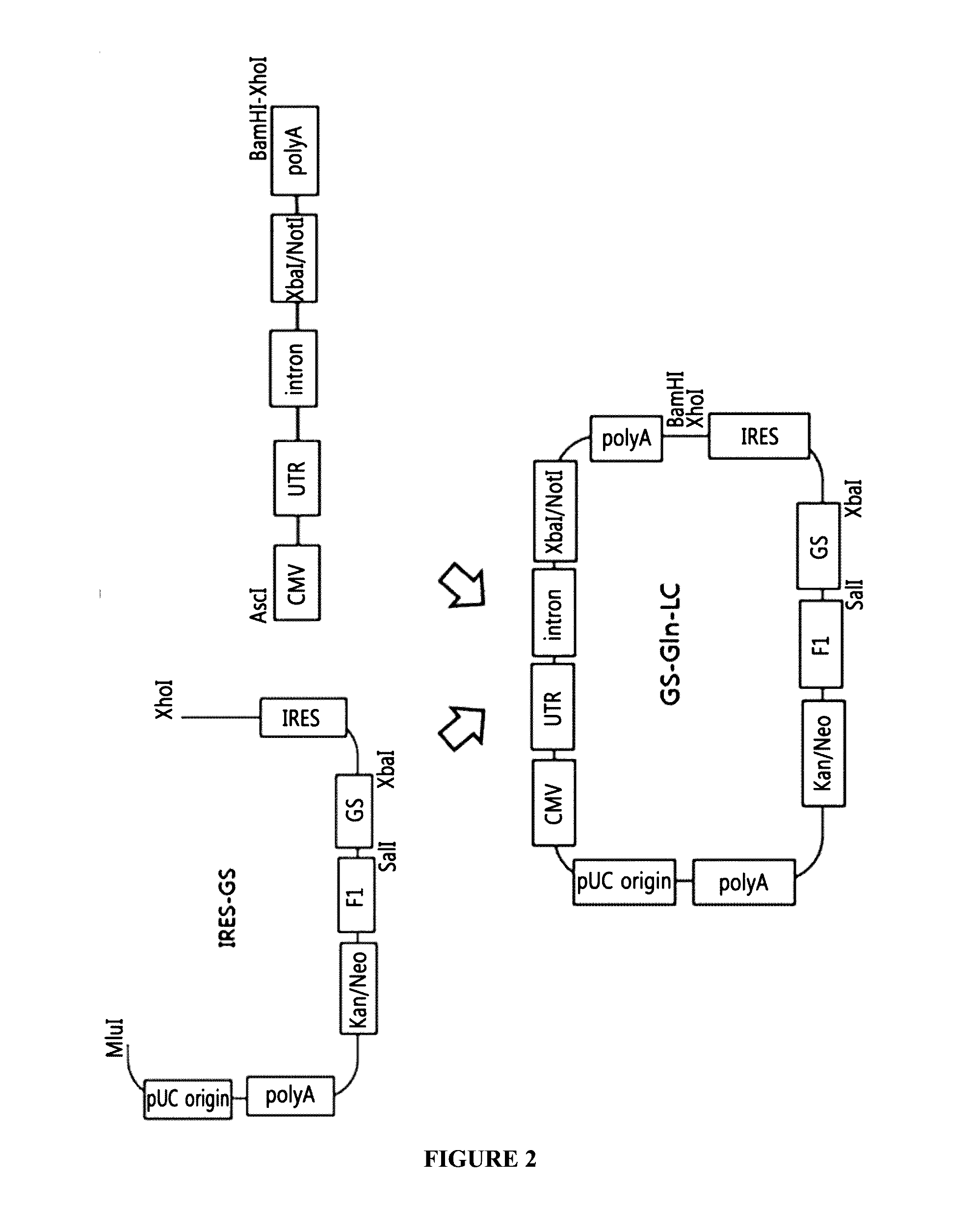 Bicistronic Expression Vector For Antibody Expression And Method For Producing Antibody Using Same