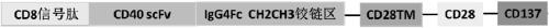 CD40 dual costimulatory activated receptor (DCR) and application thereof