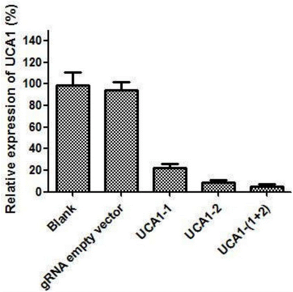 sgRNA and gene vector for inhibiting bladder cancer by targeting human lncRNA-UCA1 and application of sgRNA