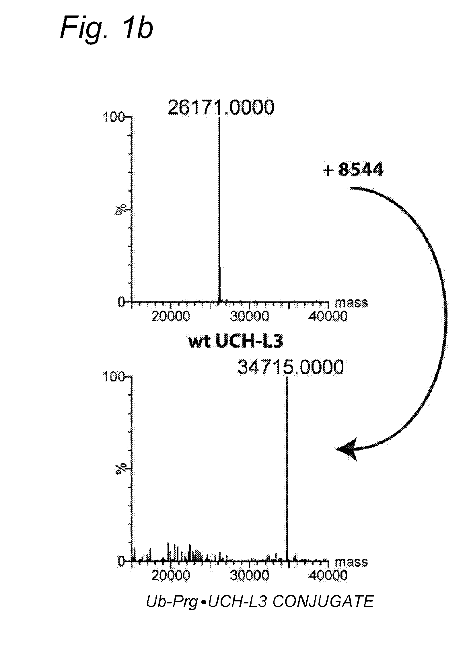 Cysteine protease capturing agents