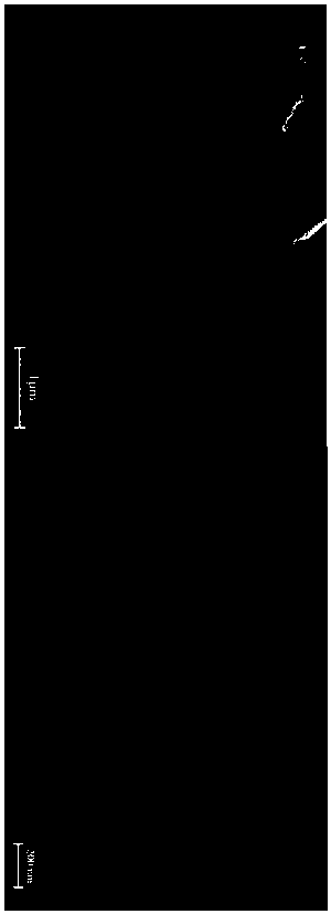 Ruthenium-doped MoO3 cathode material in acidic aqueous solution and preparation method of ruthenium-doped MoO3 cathode material