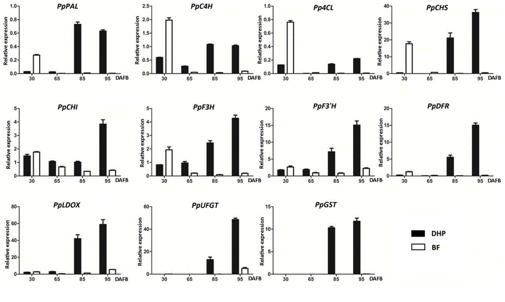 Gene PpRd for regulating fruit flesh cyanin synthesis and application thereof