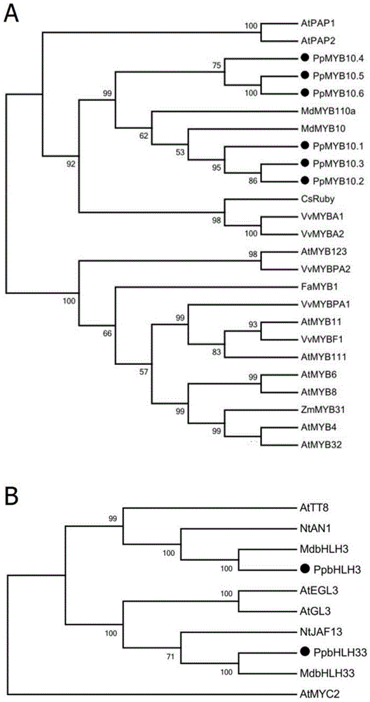 Gene PpRd for regulating fruit flesh cyanin synthesis and application thereof