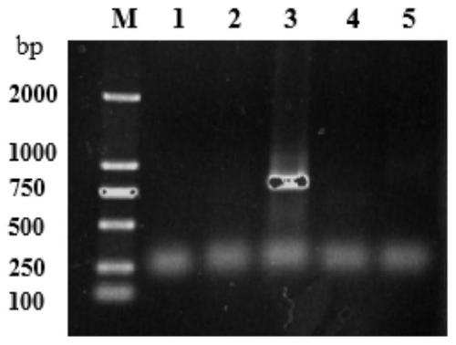 Method for separating, enriching and detecting enveloped viruses on basis of CL7-CVN and Im7 system