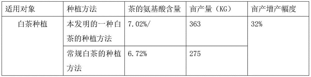 White tea planting method