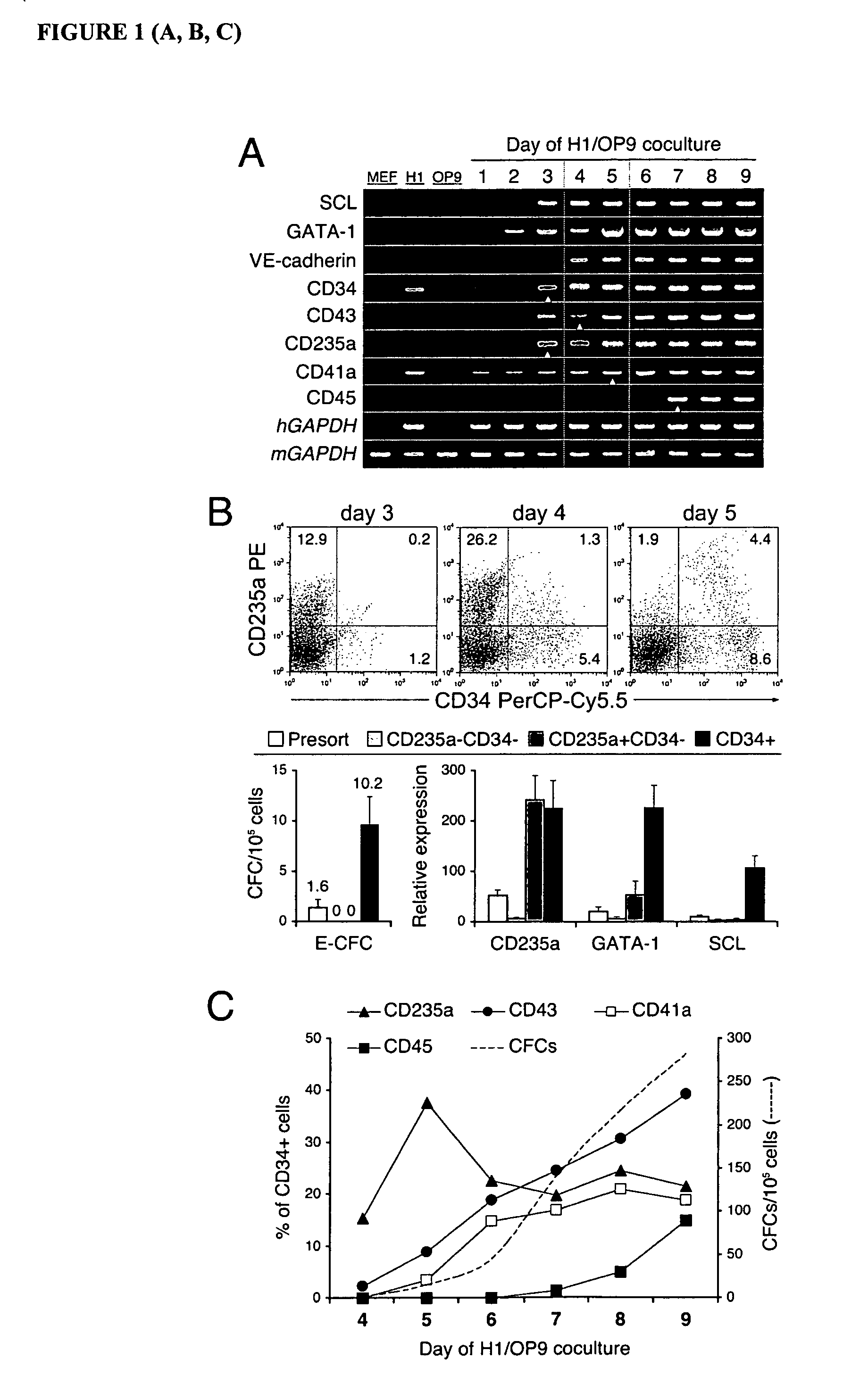 Multipotent lymphohematopoietic progenitor cells