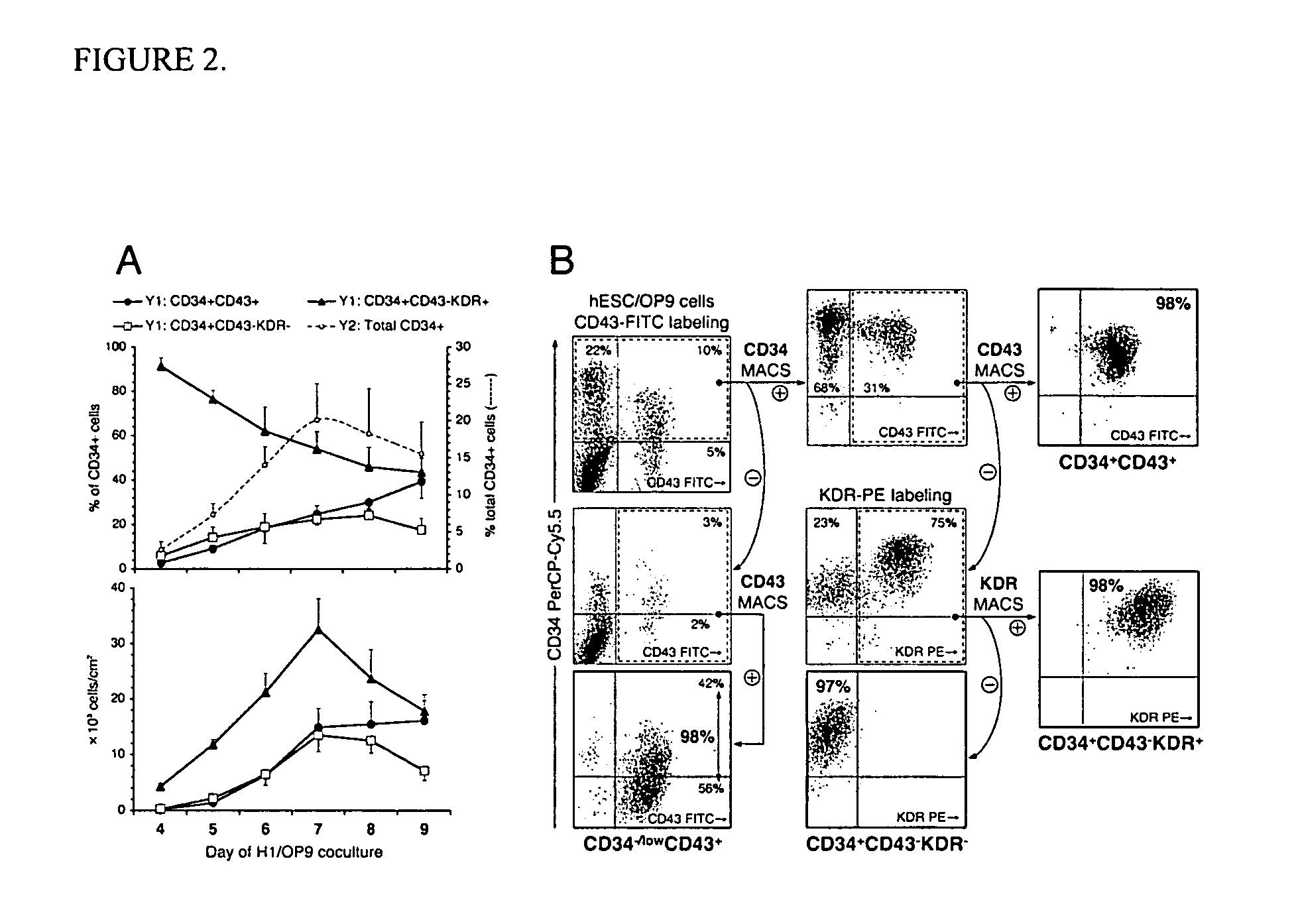 Multipotent lymphohematopoietic progenitor cells