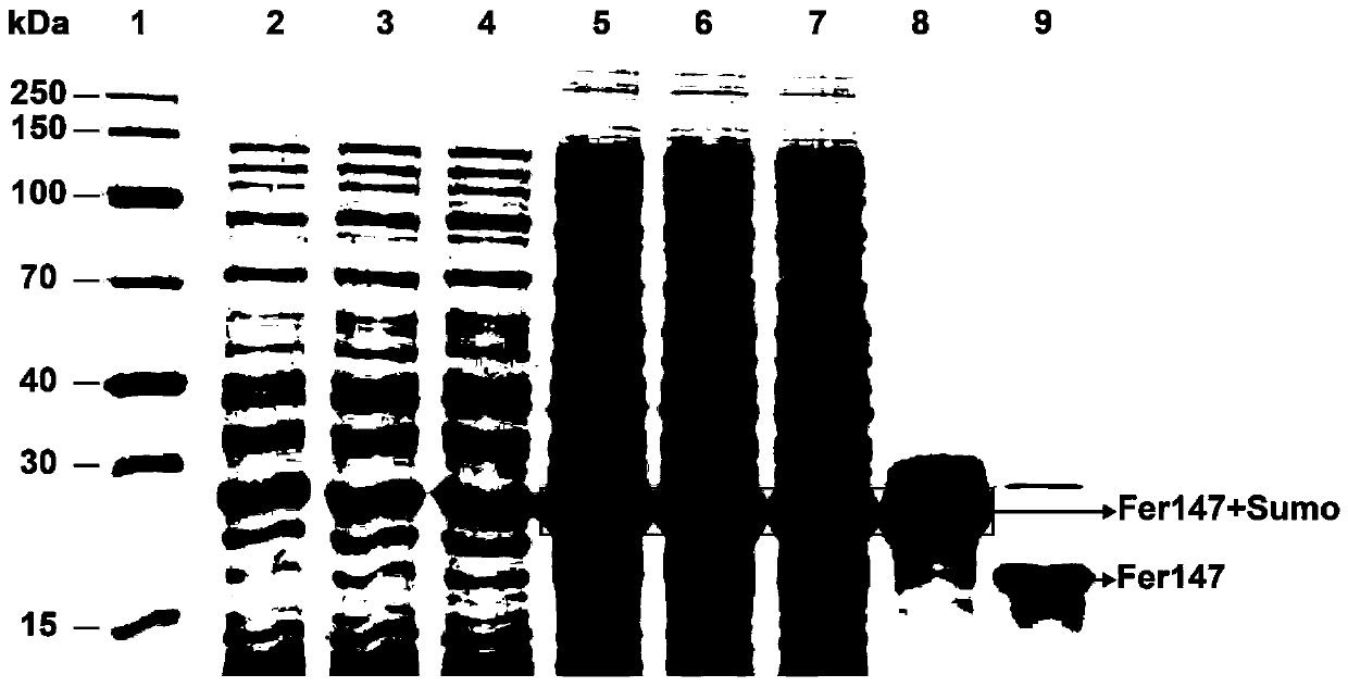 Preparation method and application for invertebrate recombinant ferritin based anti-tumor nano arsenic sphere