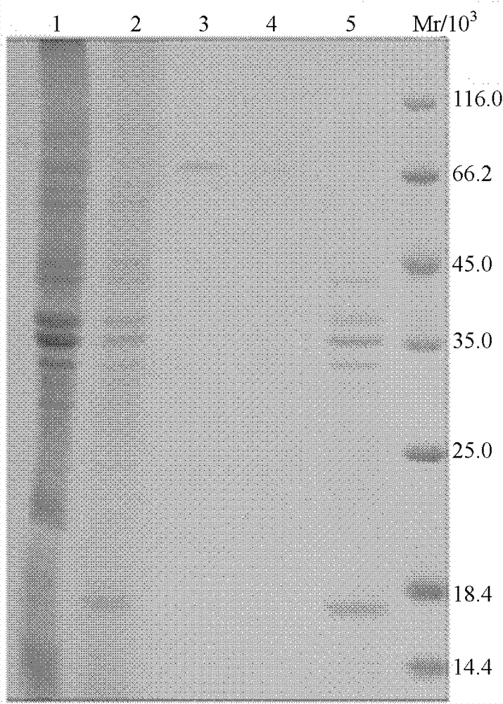 Method for extracting and purifying plague bacillus profibrinolysin activating factor Pla