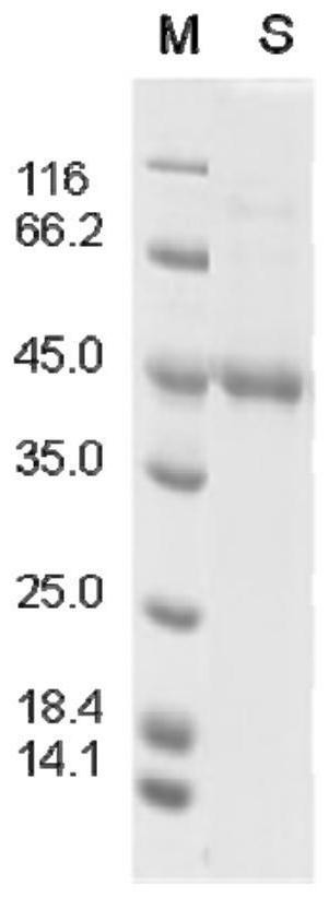 Keratin BD-4, preparation method, pharmaceutical composition and application thereof