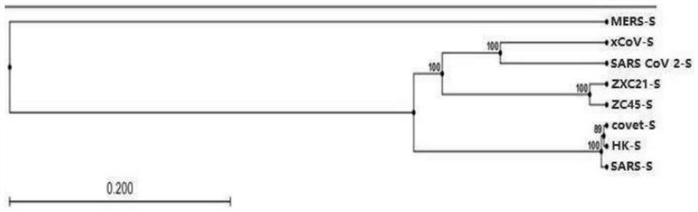 Pangolin coronavirus xCoV and application thereof and application of medicine in resisting coronavirus infection