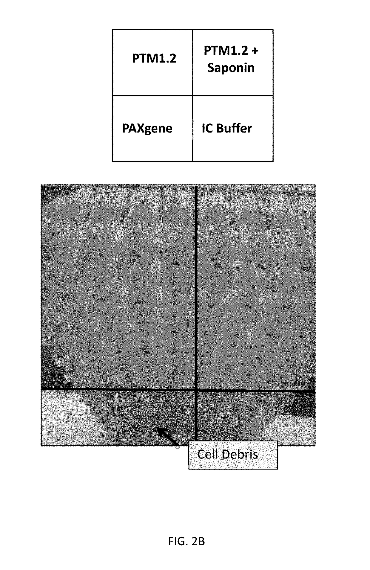 Red blood cell lysis solution