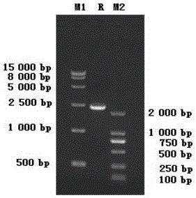 Inactivated vaccine for CH-JL5 strain of Feline calicirus