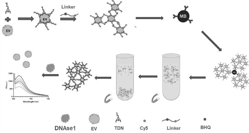 Extracellular vesicle enrichment detection method