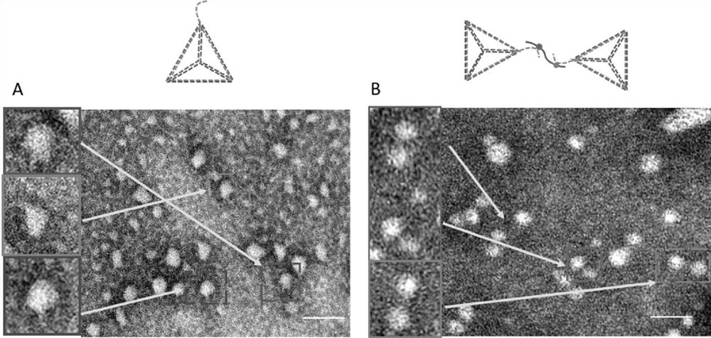 Extracellular vesicle enrichment detection method