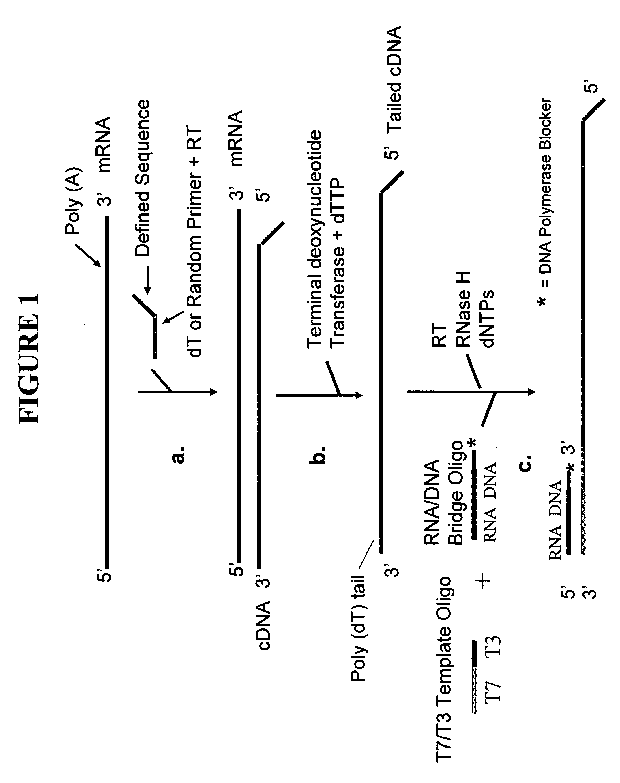 Methods and kits for sense RNA synthesis